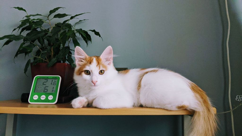 pexels-3885630-5780648.jpg
